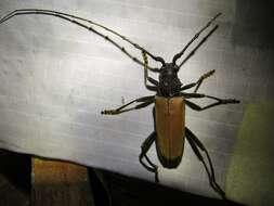 Image of Juiaparus mexicanus (Thomson 1861)