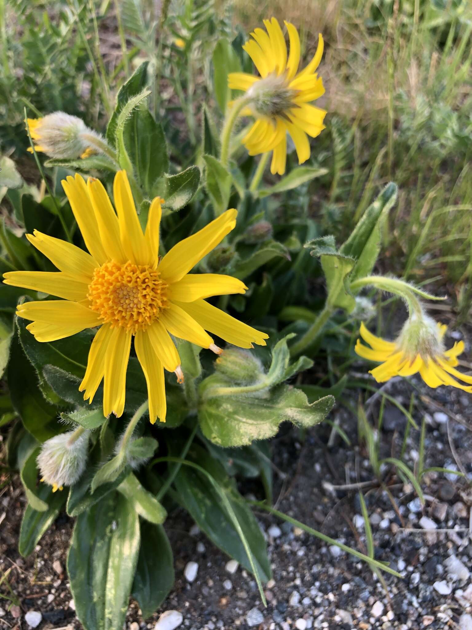 Image of Arnica griscomii Fern.