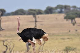 Image of Masai ostrich