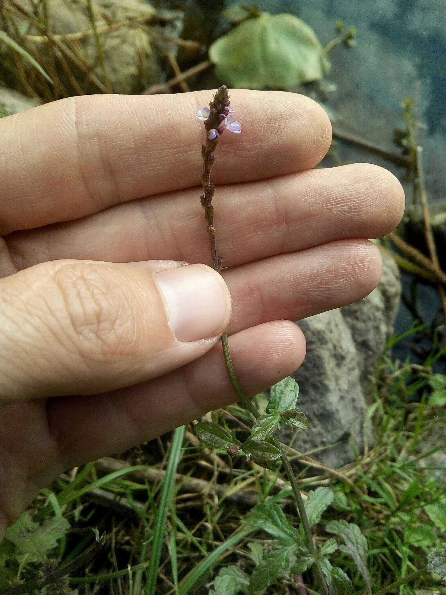 Image of herb of the cross