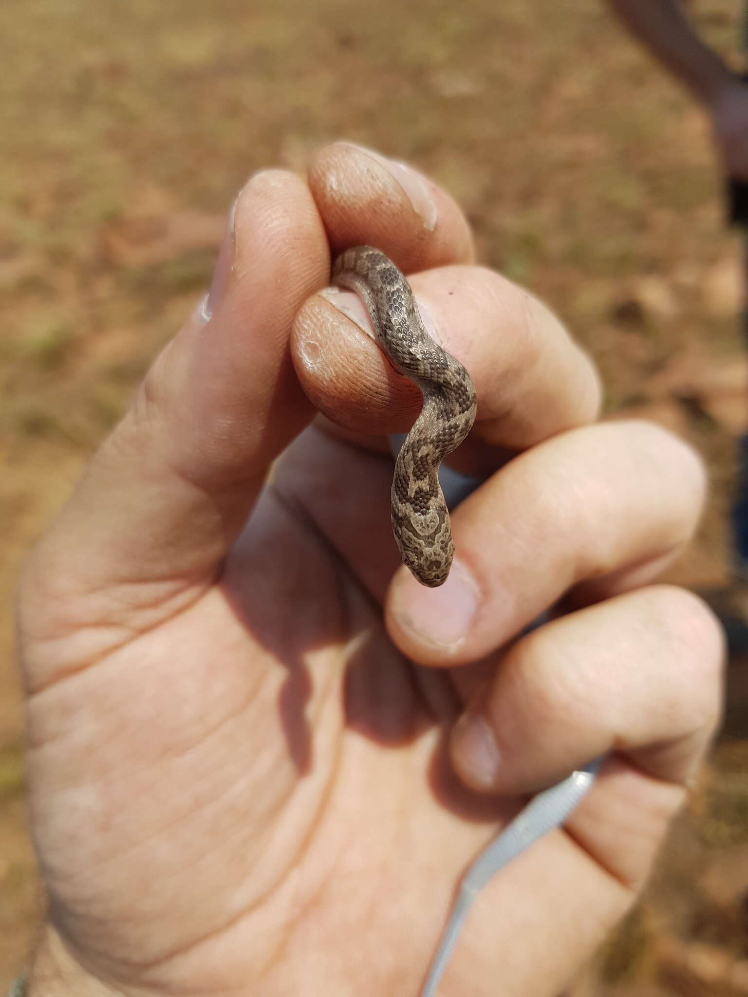 Plancia ëd Dasypeltis scabra (Linnaeus 1758)