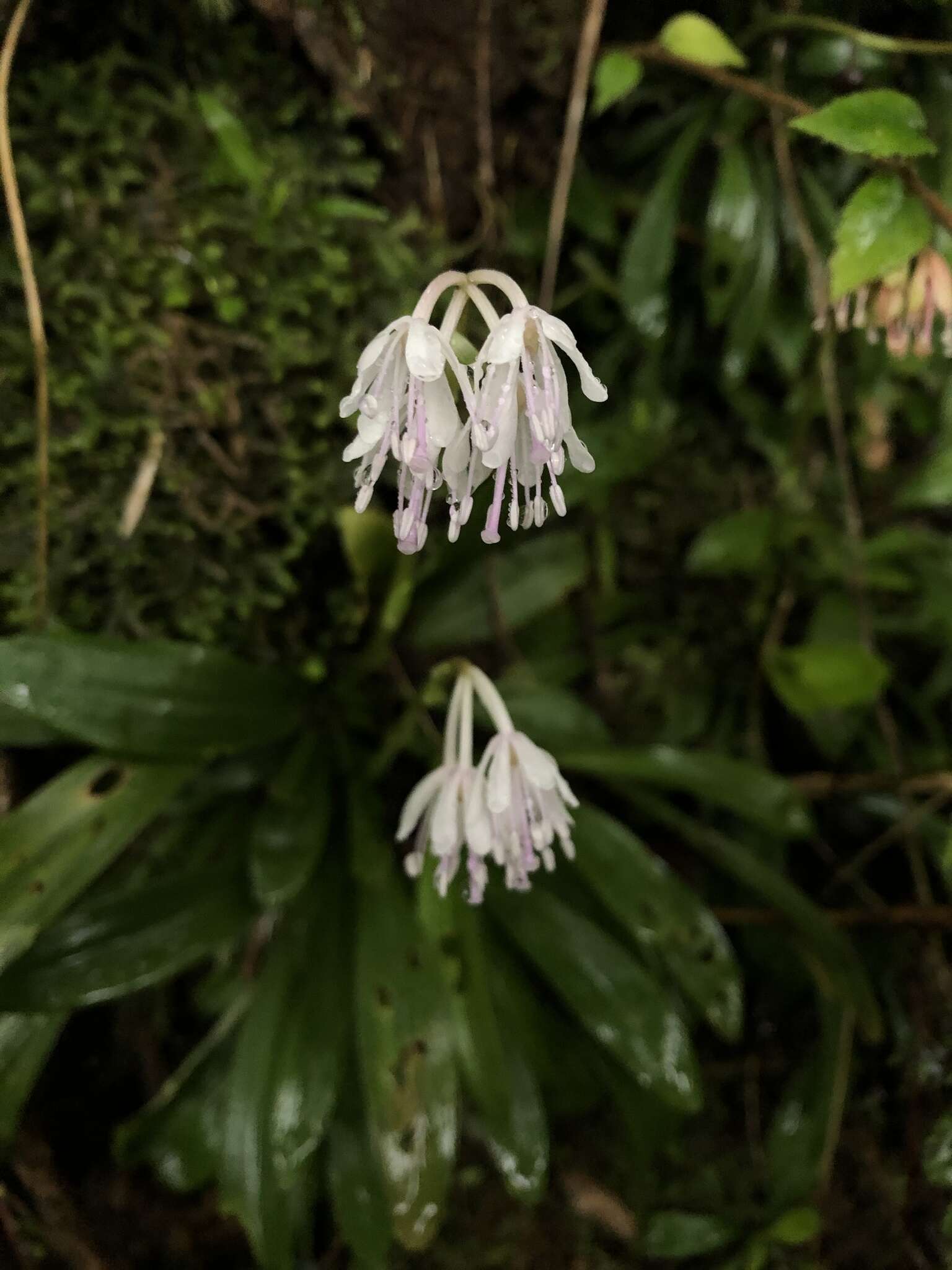 Image of Heloniopsis umbellata Baker