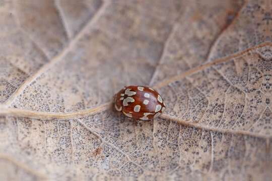 Sivun <i>Myrrha <i>octodecimguttata</i></i> octodecimguttata kuva