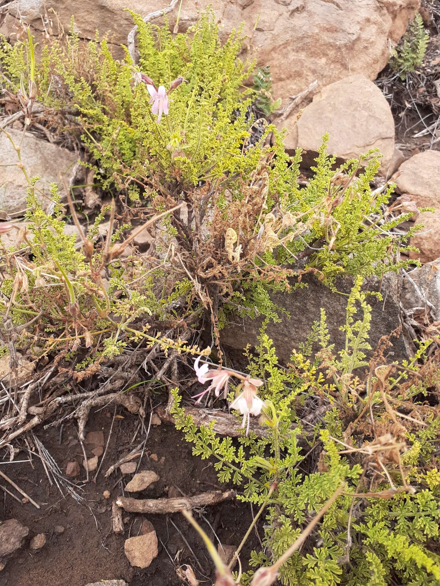 Image of Pelargonium tragacanthoides Burch.