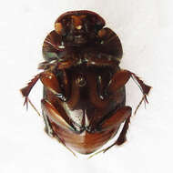 Imagem de Euonthophagus flavimargo (Orbigny 1902)