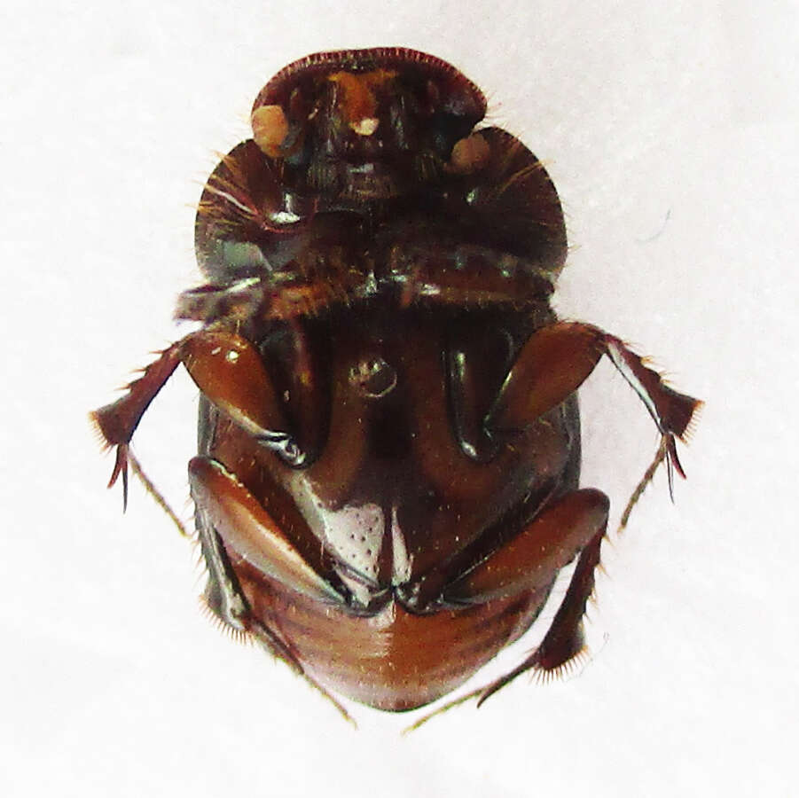 Слика од Euonthophagus flavimargo (Orbigny 1902)