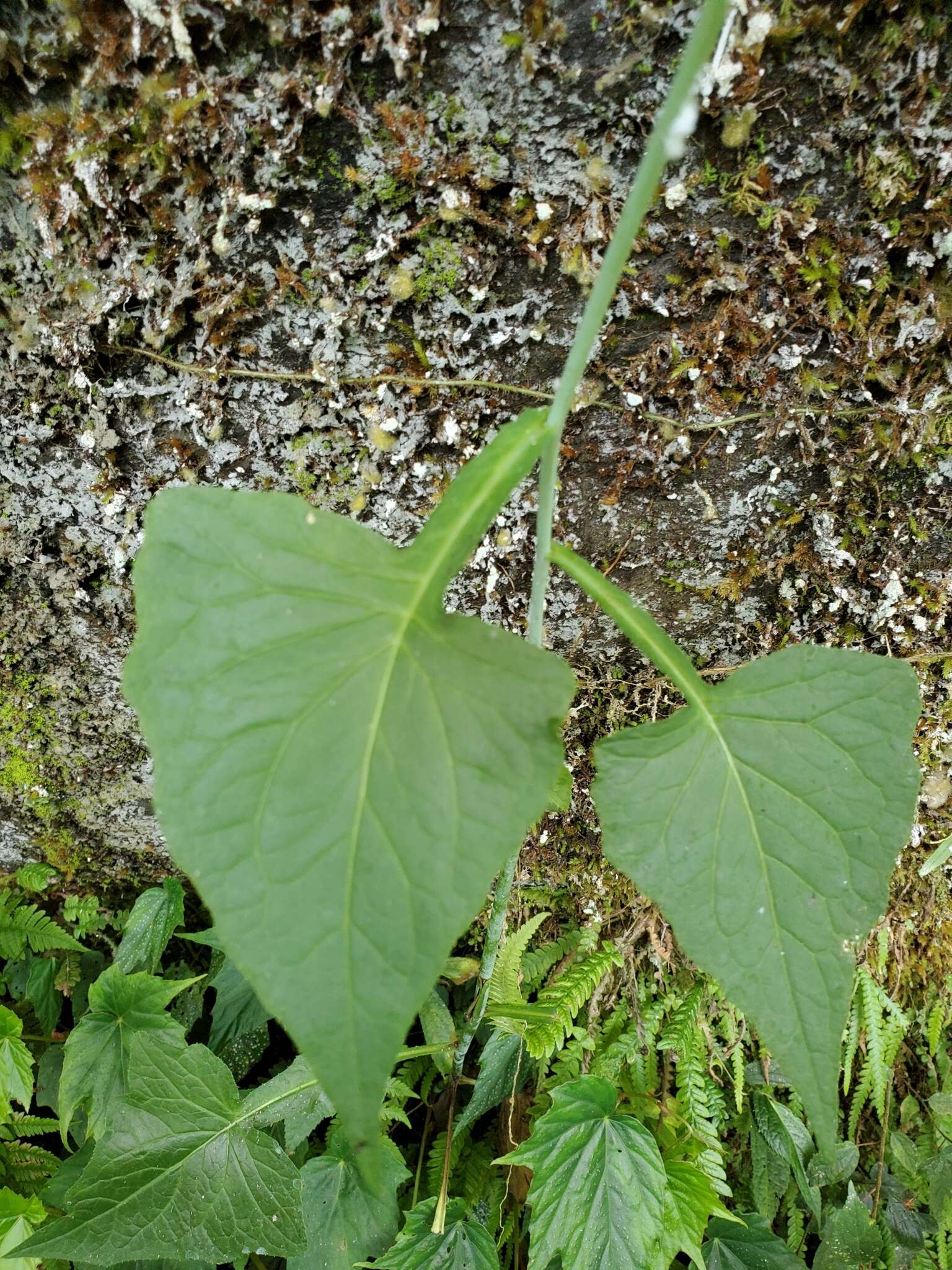 Image of Paraprenanthes sororia (Miq.) C. Shih