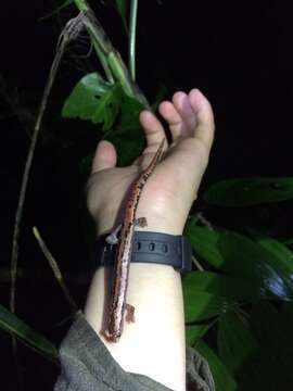 Image of Black-and-Gold Salamander