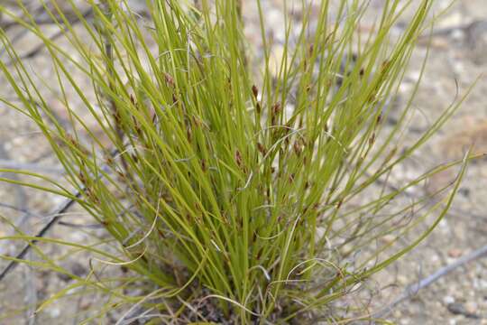 Image of Tetraria pygmaea Levyns