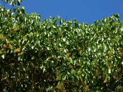 Crudia tomentosa (Aubl.) J. F. Macbr. resmi