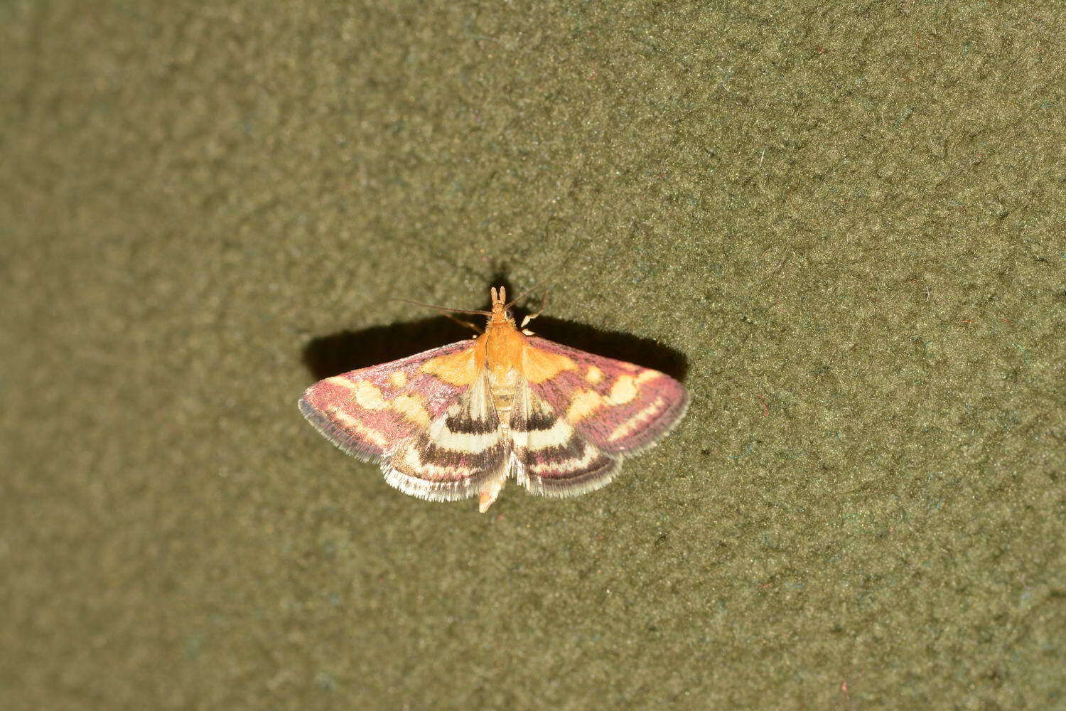 Image de Pyrausta ostrinalis Hübner 1796