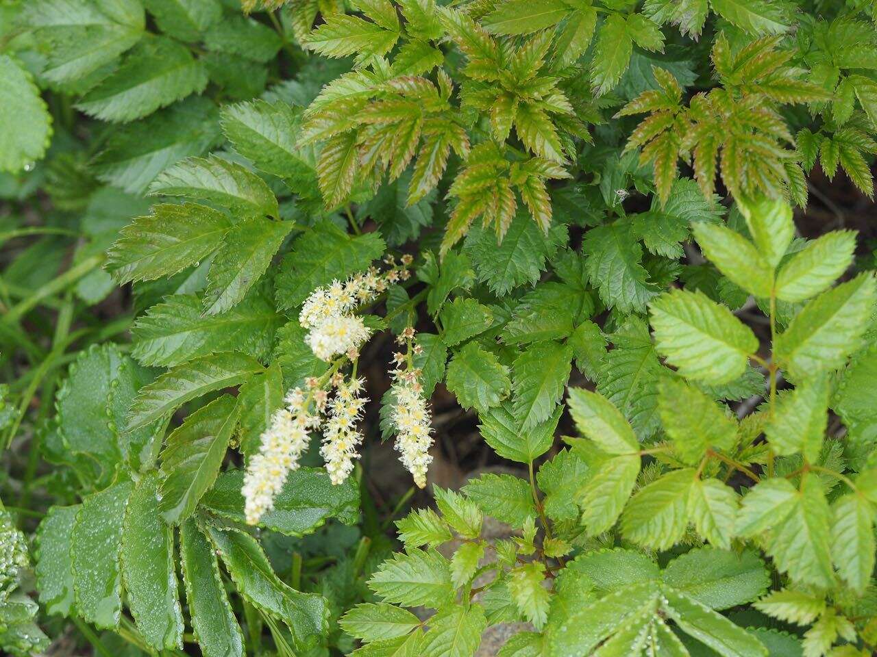 Image of Aruncus sylvester var. astilboides (Maxim.) Makino