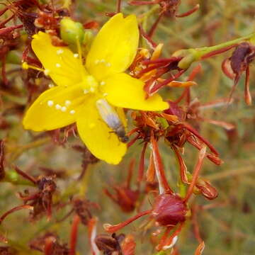 Image de Hypericum triquetrifolium Turra