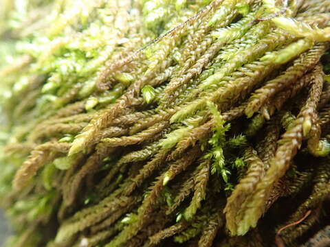 Image of obtuseleaf scleropodium moss