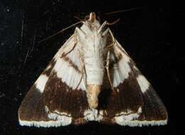 Image of Grammodes ocellata Tepper 1890