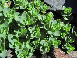 Image of Veronica telephiifolia subsp. glareosa (Somm. & Levier) M. Fisch.