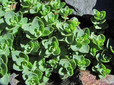 Image of Veronica telephiifolia Vahl