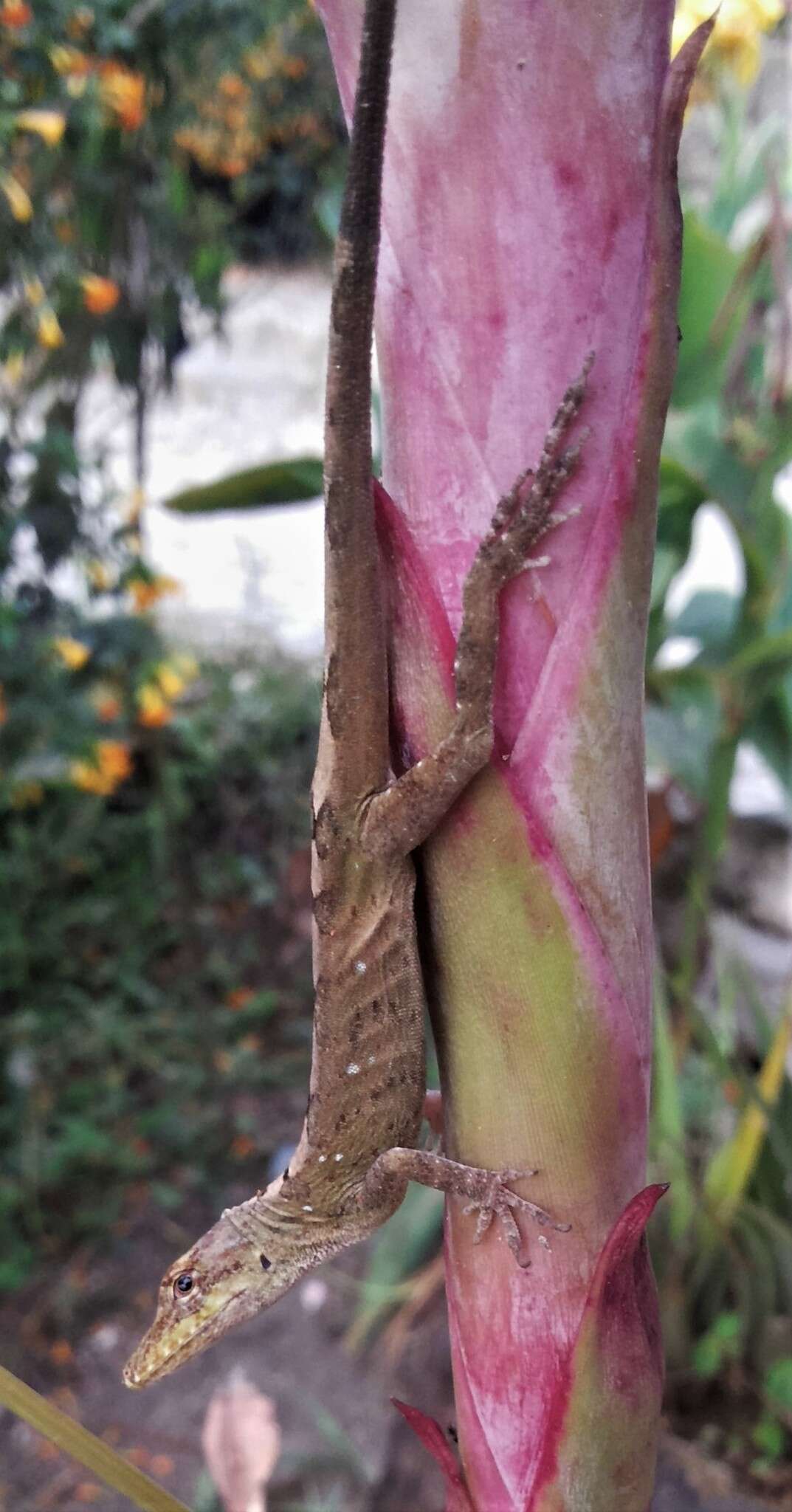 Image of Anolis umbrivagus Bernal-carlo & Roze 2005