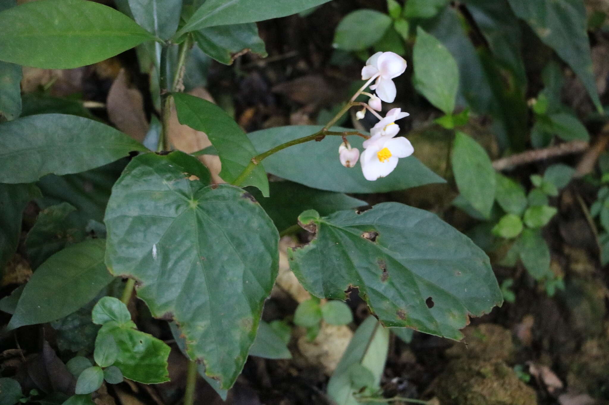 Image of Begonia formosana (Hayata) Masam.