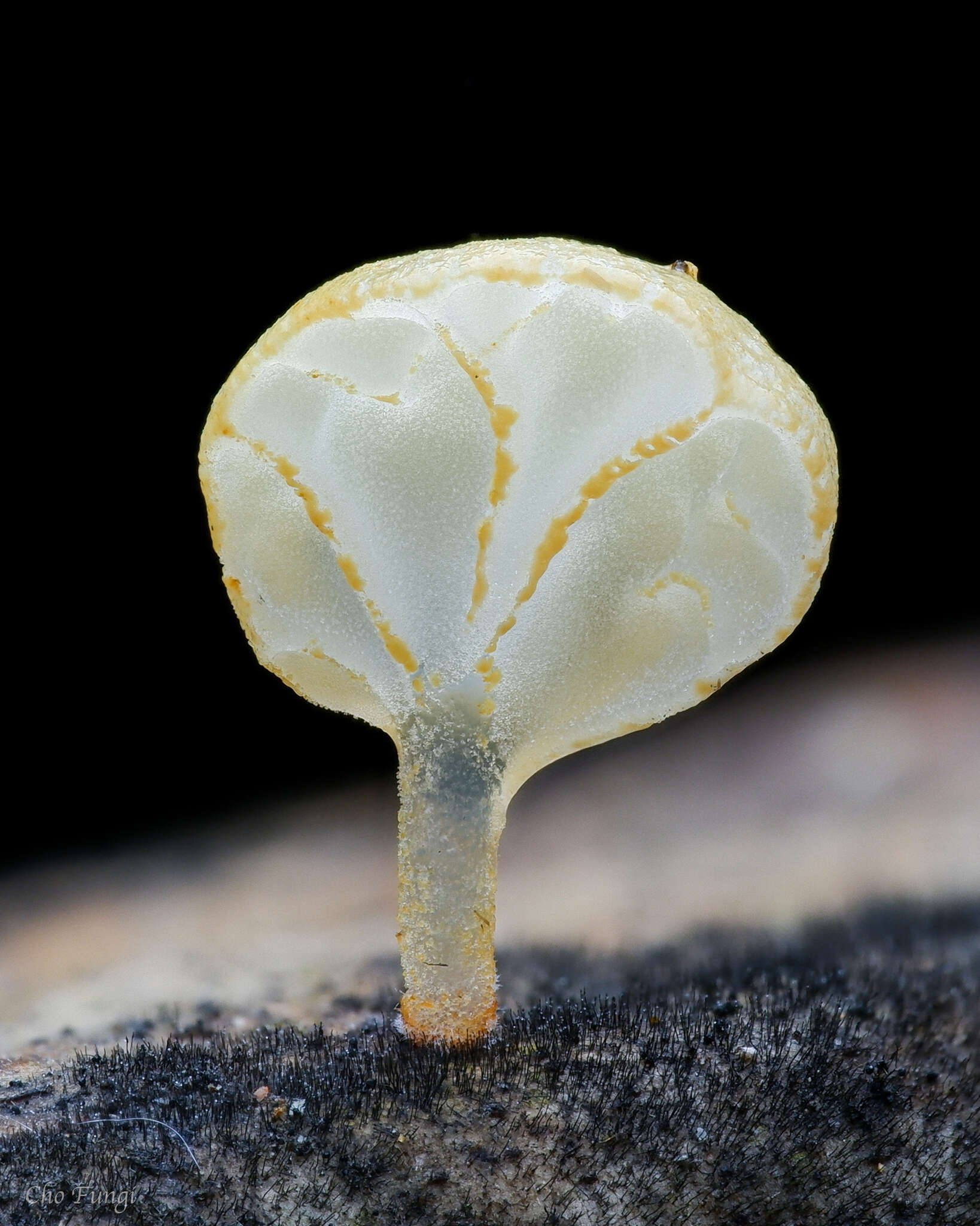 Image of Campanella pustulata (Berk. & Broome) Lloyd 1986