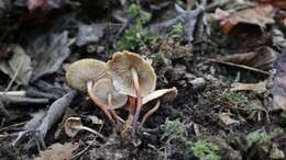 Image of Marasmius cohaerens (Pers.) Cooke & Quél. 1878