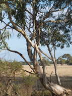 Plancia ëd Eucalyptus pauciflora subsp. pauciflora