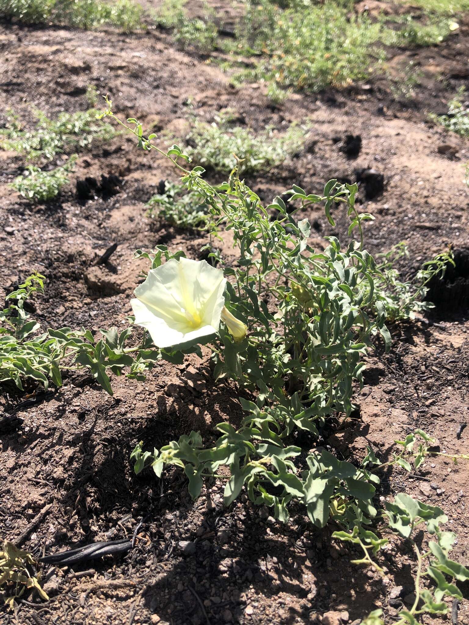 Image of Peirson's false bindweed