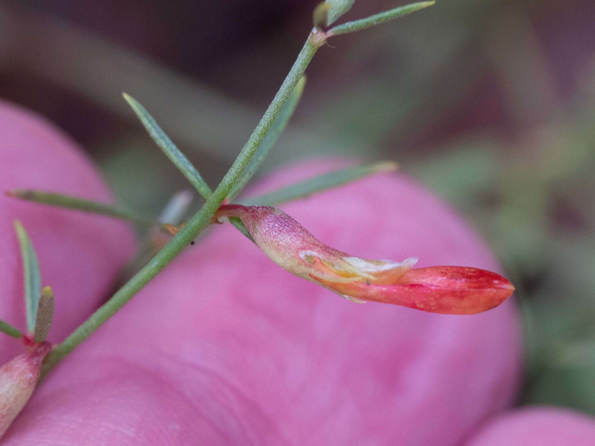 <i>Acmispon wrightii</i>的圖片