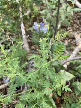 Image of towering Jacob's-ladder