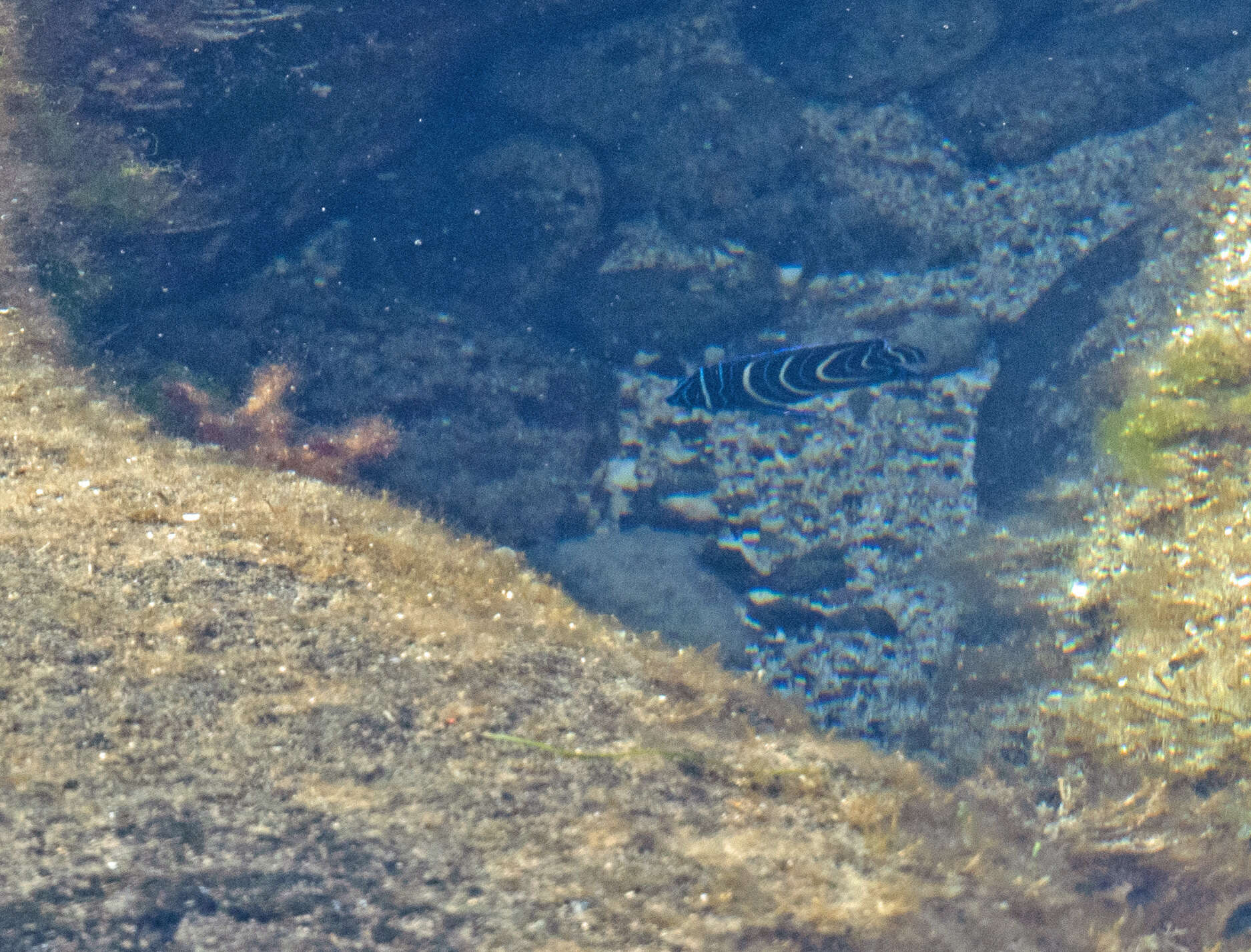 Image of Half-circled Angelfish