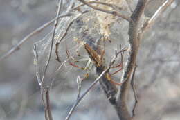 Image of Peucetia lucasi (Vinson 1863)