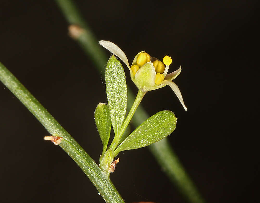 Image de Glossopetalon spinescens var. aridum M. E. Jones