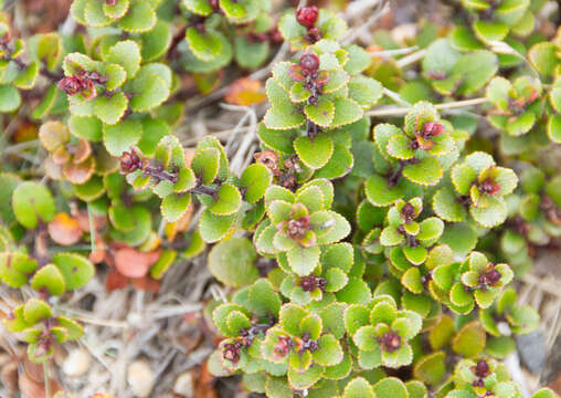 Imagem de Gaultheria colensoi Hook. fil.