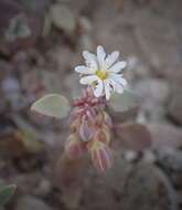 Drymaria holosteoides var. crassifolia (Benth.) J. R. Duke resmi