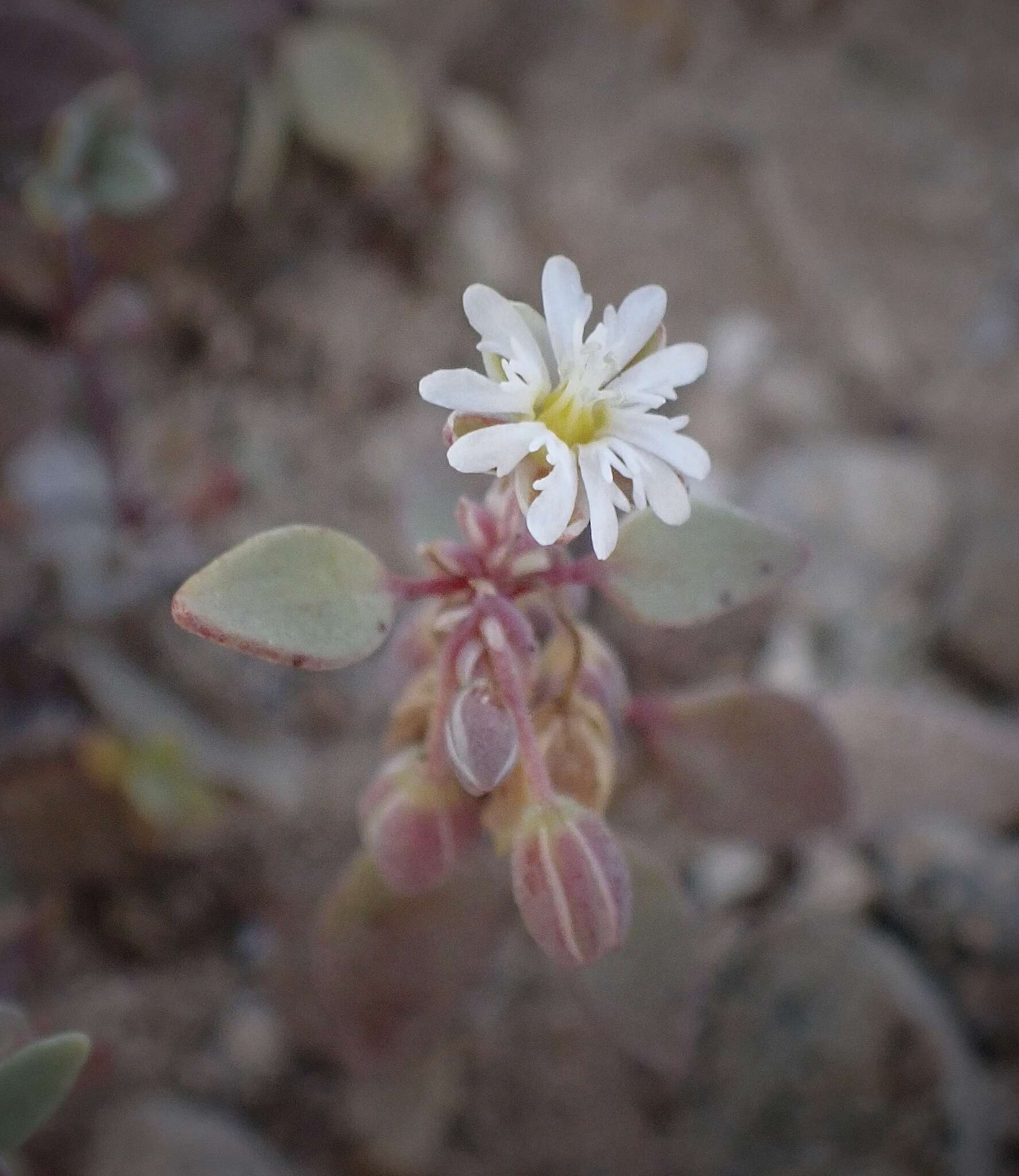 Image of Drymaria holosteoides var. crassifolia (Benth.) J. R. Duke