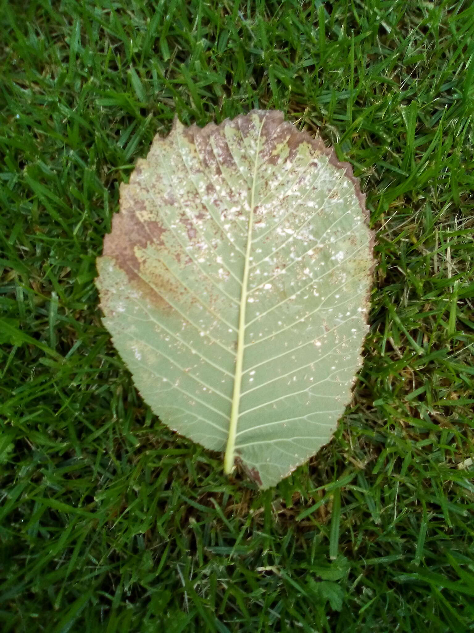 Image of Mycosphaerella ulmi Kleb. 1902