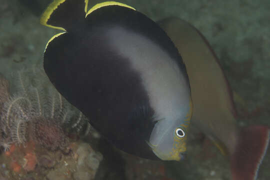 Image of Black Velvet Angelfish