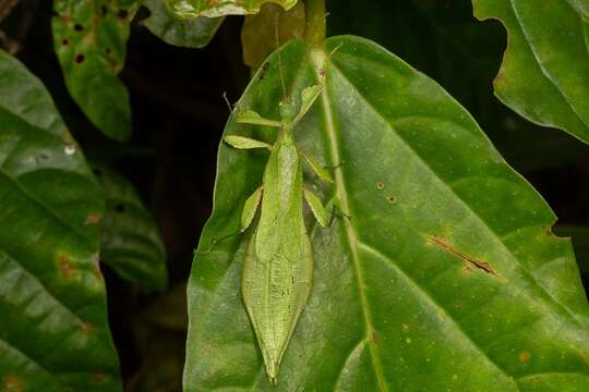 Image of Phyllium (Phyllium) cummingi Seow-Choen 2017