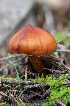 Image of Cortinarius californicus A. H. Sm. 1939