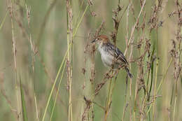 Image of Stout Cisticola