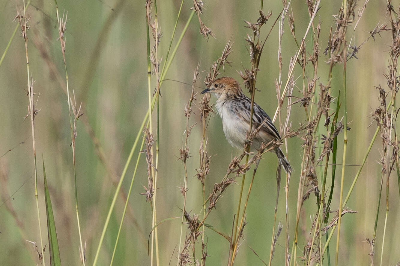 Image of Stout Cisticola