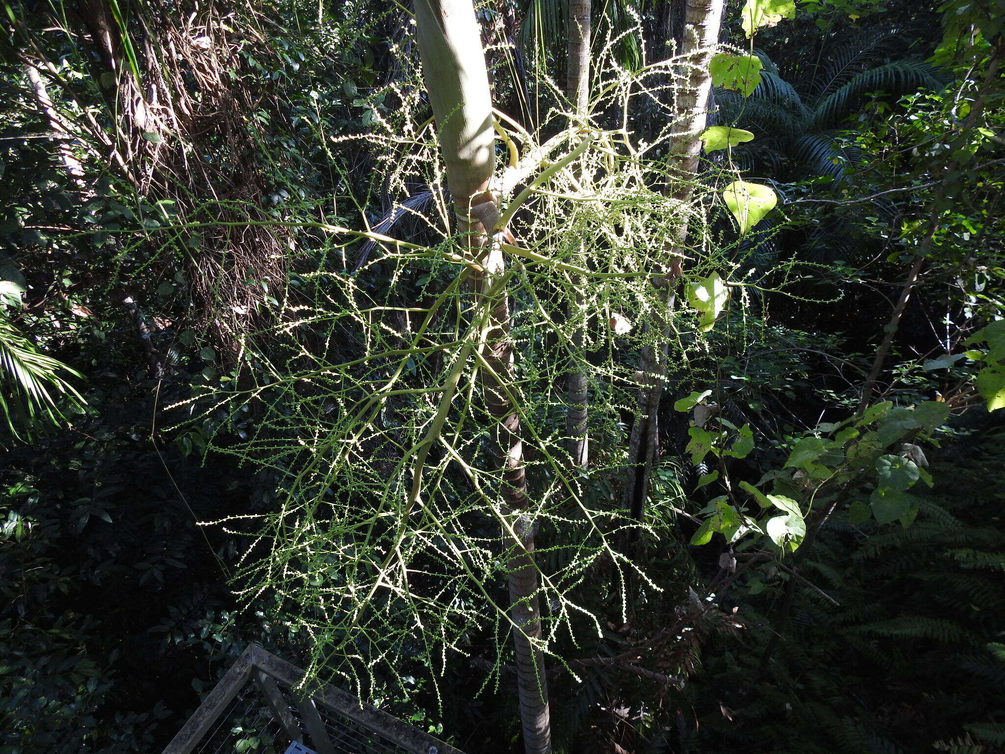 Image of Carpentaria acuminata (H. Wendl. & Drude) Becc.