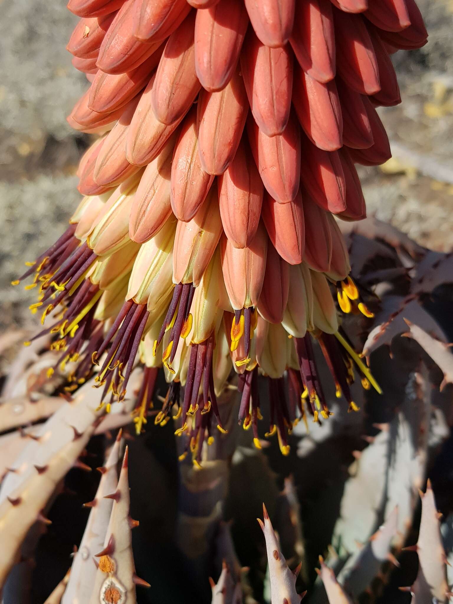 Image of Magalies aloe