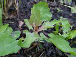 Chenopodium ucrainicum的圖片