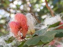 Image of Calliandra tergemina var. emarginata (Willd.) Barneby