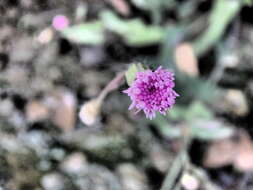 Image of lilac tasselflower