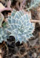 Euphorbia marschalliana Boiss. resmi