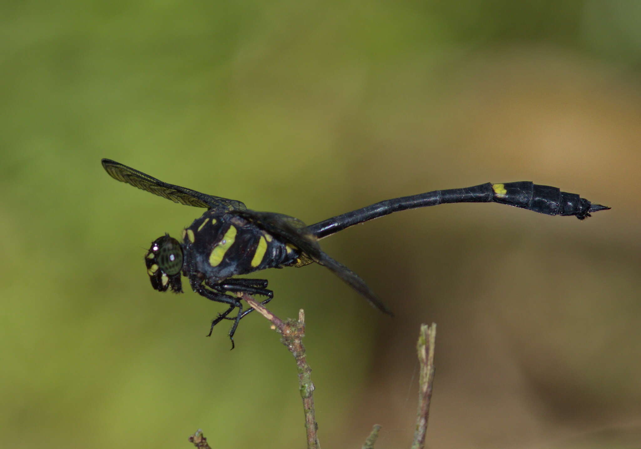 Imagem de Gomphidictinus perakensis (Laidlaw 1902)