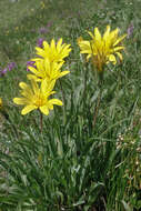 Image of Tragopogon reticulatus Boiss. & Huet