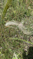 Image of Stipa austroitalica Martinovský